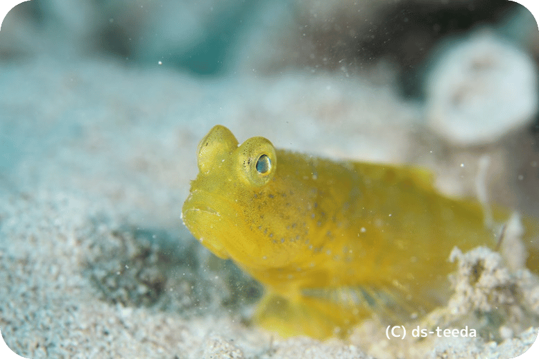 奄美での、ファンダイビング中の水中生物の写真です。